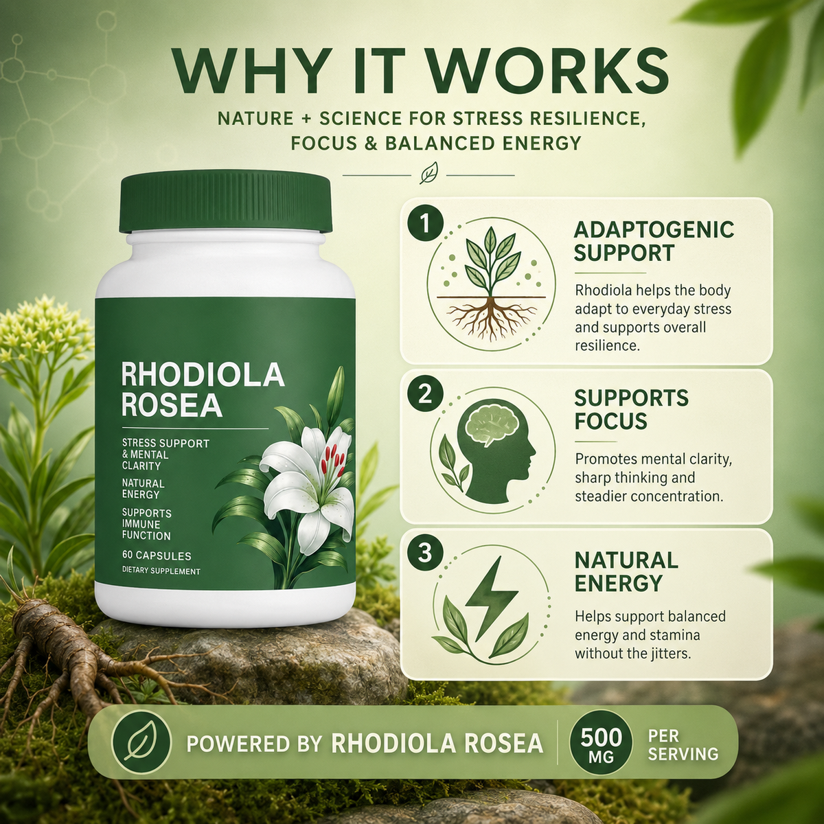 Rhodiola Rosea Natural Adaptogen